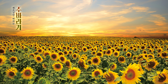 35205a-강대상배경